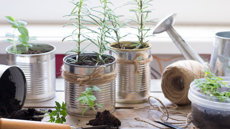 tin cans with herbs growing in them