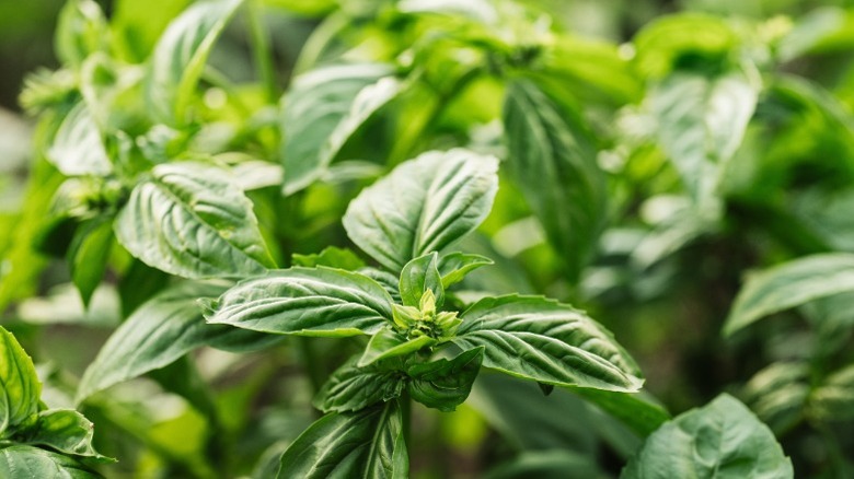 Bright green basil leaves growing in a garden.