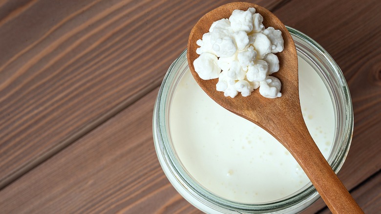 Kefir grains on a wooden spoon over an open glass jar of kefir