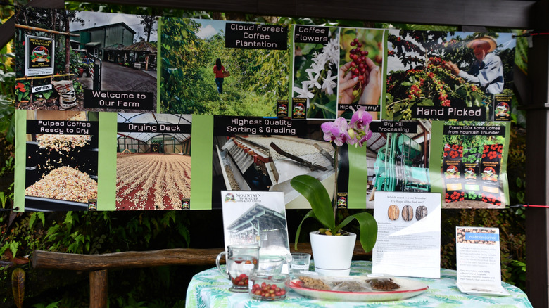 Kona coffee farm display with photos of the process and samples of beans