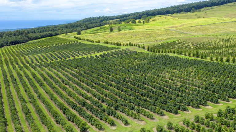 Costcos In Hawaii Sell Some Of The Most Prized Coffee In The World

