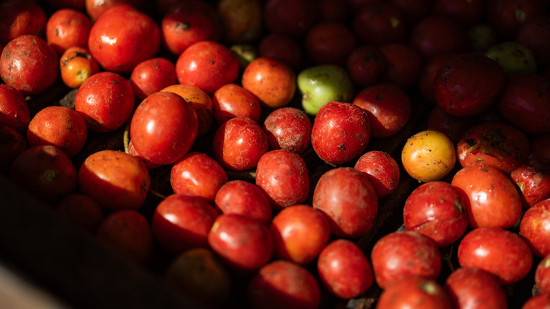 Freshly harvested tomatoes.