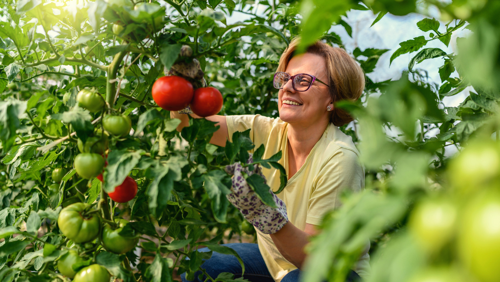 Can't Get Your Garden Tomatoes To Ripen? This Could Be Why

