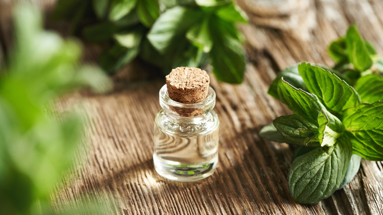 A small bottle of peppermint essential oil sits on a wooden table