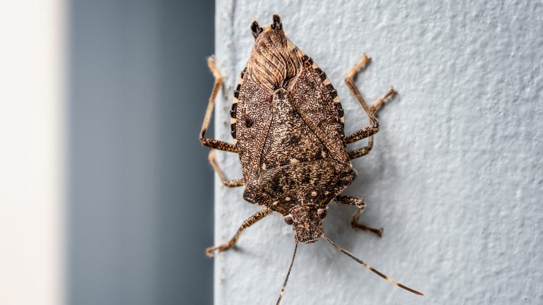 Mix This With Water To Deter Stink Bugs And Keep Your Kitchen Smelling Fresh

