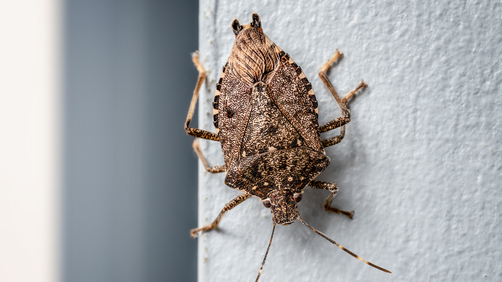 Mix This With Water To Deter Stink Bugs And Keep Your Kitchen Smelling Fresh

