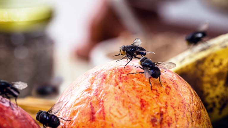 Save Those Plastic Bottles To Keep Flies Out Of Your Kitchen Once And For All

