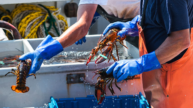 Lobster fishers wearing gloves and handling Maine lobsters on a boat