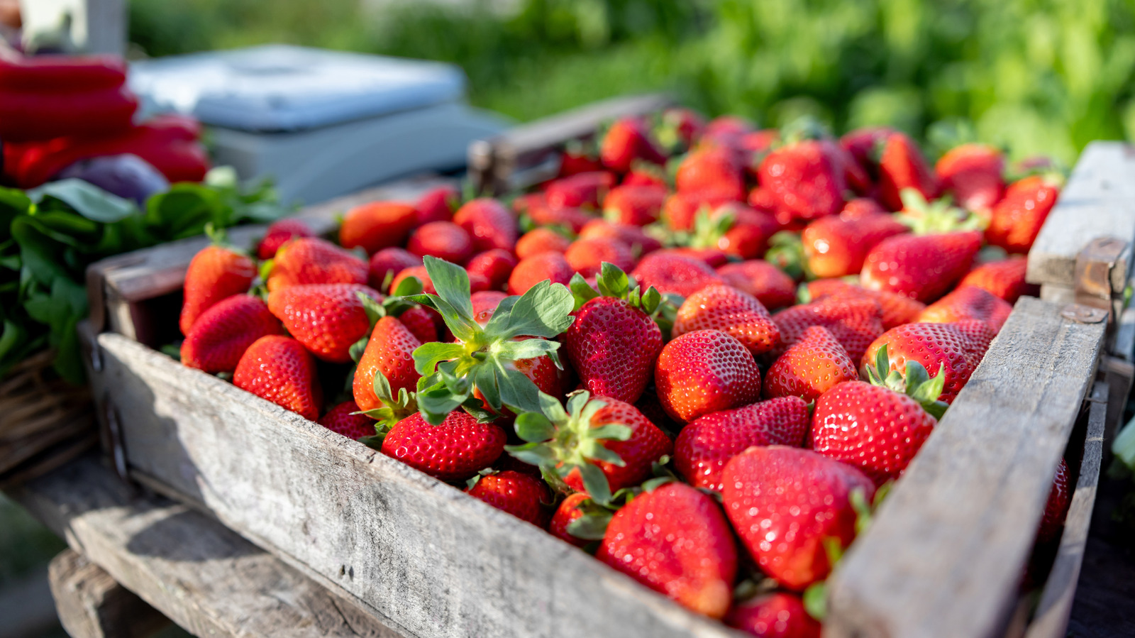 Found Bugs In Your Grocery Store Strawberries? Don't Panic, Here's What To Do

