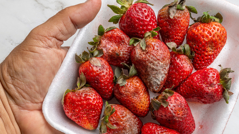 A hand holding a tray with strawberries that have started to mold.