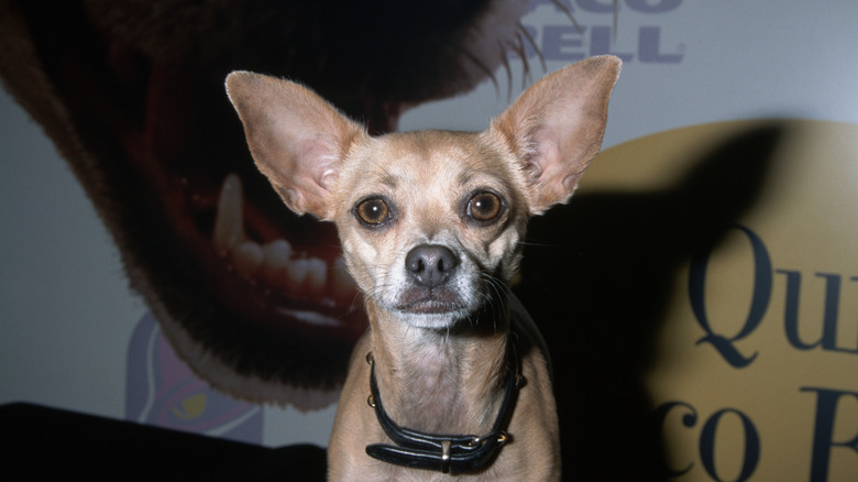 The Taco Bell Chihuahua staring into the camera and wearing a black dog collar