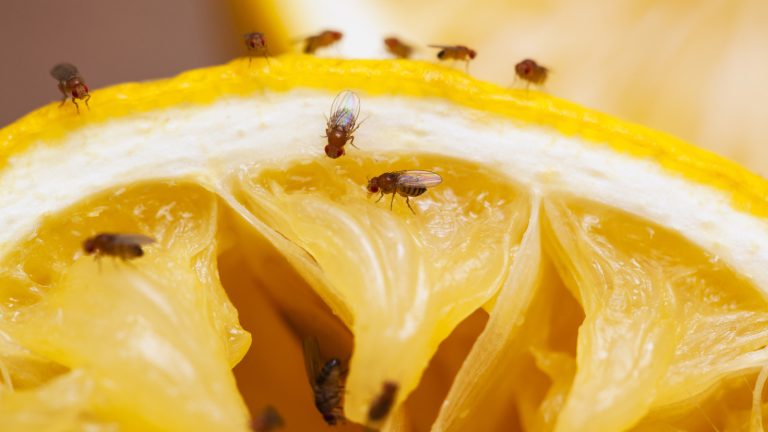 You Could Be Accidentally Bringing Fruit Flies Into Your Kitchen If You Do This

