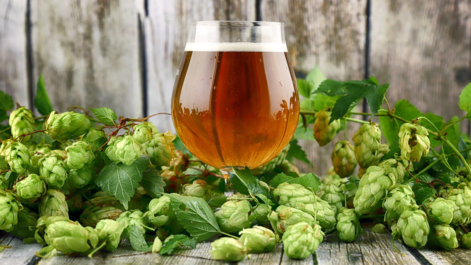 West Coast IPAs Vs East Coast IPAs: What's The Difference?

