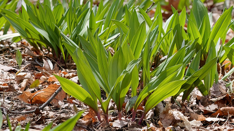 wild garlic also known as ramps growing in a forest clearing